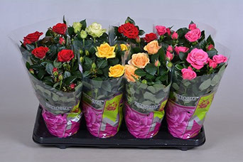 Первоцвет - упаковка цветов и материалы для флористики в Архангельске